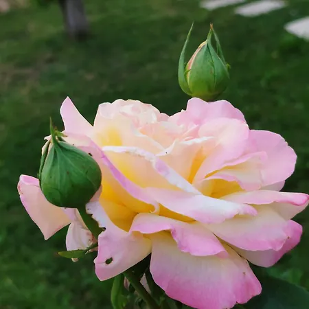 Vip Old Town Garage * Sarajevo